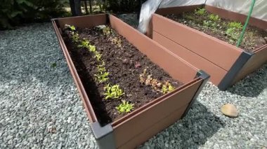 Modern kare sera, baharda güneşli bir baharda arka bahçede yatağı kaldırmak. Sebze ve bitki tohumları. Evin arka bahçesi için tasarım. Yüksek kalite 4k görüntü