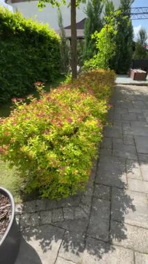 Arka bahçede çit var. Çiçek açmadan önce Spirea. Doğa ve bahçe bakımı. Yüksek kalite 4k görüntü