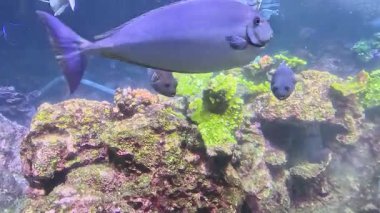 Cenova, İtalya - 23 Haziran 2025. Denizin ve okyanusun sualtı dünyası. Mercan resifi ve balık. Dalgıç mercan kayalıklarını fırçayla temizliyor. İtalya, Cenova 'da bir akvaryum. Yüksek kalite 4k görüntü