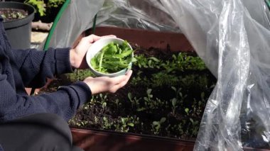 Kadınlar bahçede yetiştirilen yeşillikleri seranın modern yükseltilmiş yatağında sergiliyorlar. Arugula tabakta. Bahçedeki organik tarım ürünleri. Yüksek kalite 4k görüntü