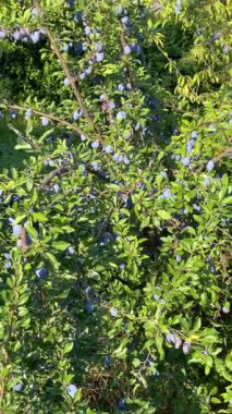 Mavi erikli erik ağacı. Güneş ışığı ve ışık huzmeleri. Yazın doğa ve hasat. Çiftlik ve bahçe. - Evet. Yüksek kalite 4k görüntü