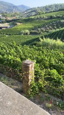 Manzara, yazın panoramik üzüm bağları dağlar, sabahları mavi gökyüzü ve geleneksel evlere karşı. Kuzey İtalya 'da, Avrupa' da tarım. Yüksek kalite 4k görüntü