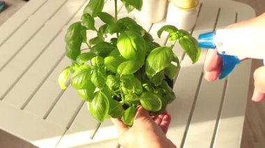 Kadın fesleğene yeşil çömlekte su serpiyor. Evde sebzeler ve sebzeler var. Sağlıklı beslenme. Çevre dostu ürünler. Akdeniz diyeti. Yüksek kalite 4k görüntü