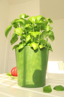 Yeşil tencere ve domatesli fesleğen. Evde sebzeler ve sebzeler var. Sağlıklı beslenme. Çevre dostu ürünler. Akdeniz diyeti. Yüksek kalite fotoğraf