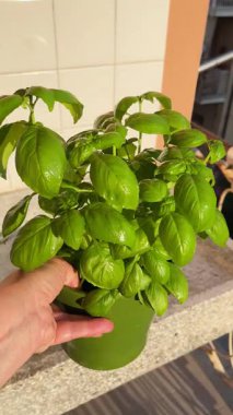 Yeşil çanakta fesleğen. Balkonda sebze ve sebze var. Sağlıklı beslenme. Çevre dostu ürünler. Akdeniz diyeti. Yüksek kalite 4k görüntü