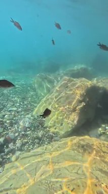 Akdeniz 'in turkuaz sularındaki hayvanlar, balıklar, deniz canlıları. Eğlence ve spor, tüplü dalış. Ekoloji ve doğa. Ligurian Denizi, İtalya. Yüksek kalite 4k görüntü