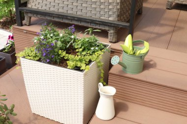 Bahar ayında hasır saksıda çiçek aranjmanı. Ampel beyaz ve mor lobelia. Bahçe aletleri. Üst Manzara. - Evet. Yüksek kalite fotoğraf