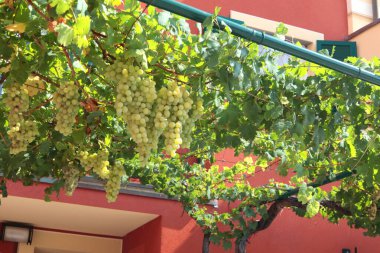 Terasta üzüm dalları olan bir kubbe. Pergola yazın evin avlusunda, İtalya 'da. Liguria 'nın yiyecek ve doğası. Organik ürünler, şarap. Yüksek kalite fotoğraf