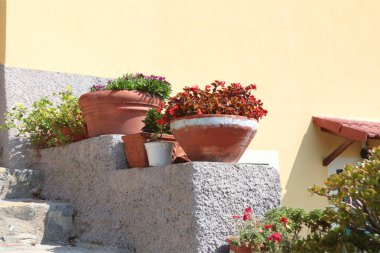Egzotik çiçek, İtalya 'nın Liguria şehrinde güneşli bir yaz gününde taş basamaklarda sulu. Doğa ve binalar. Uzayı metin için kopyala. Yüksek kalite fotoğraf