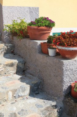 Egzotik çiçek, İtalya 'nın Liguria şehrinde güneşli bir yaz gününde taş basamaklarda sulu. Doğa ve binalar. Uzayı metin için kopyala. Yüksek kalite fotoğraf