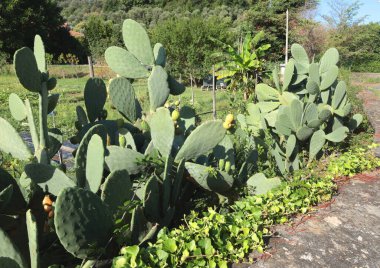 Taze lahanalı Opuntia kaktüsü. Tasarım için yeşil arkaplan. Egzotik bitkiler. - Evet. Yüksek kalite fotoğraf