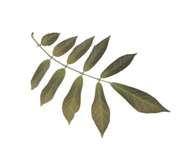 Ütülenmiş ve kurutulmuş çiçek beyaz arka planda izole edilmiş. Çiçek desenlerinde, kompozisyonlarda, otellerde, koleksiyon defterlerinde, çiçekçilikte kullanmak için. Yüksek kalite fotoğraf