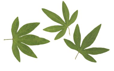 Ütülenmiş ve kurutulmuş çiçek beyaz arka planda izole edilmiş. Çiçek desenlerinde, kompozisyonlarda, otellerde, koleksiyon defterlerinde, çiçekçilikte kullanmak için. Yüksek kalite fotoğraf