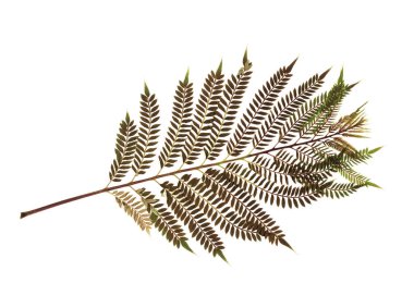 Ütülenmiş ve kurutulmuş çiçek beyaz arka planda izole edilmiş. Çiçek desenlerinde, kompozisyonlarda, otellerde, koleksiyon defterlerinde, çiçekçilikte kullanmak için. Yüksek kalite fotoğraf