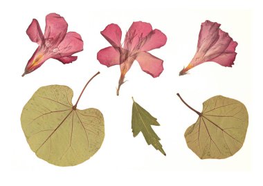 Ütülenmiş ve kurutulmuş çiçek beyaz arka planda izole edilmiş. Çiçek desenlerinde, kompozisyonlarda, otellerde, koleksiyon defterlerinde, çiçekçilikte kullanmak için. Yüksek kalite fotoğraf