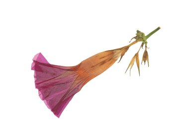 Ütülenmiş ve kurutulmuş çiçek beyaz arka planda izole edilmiş. Çiçek desenlerinde, kompozisyonlarda, otellerde, koleksiyon defterlerinde, çiçekçilikte kullanmak için. Yüksek kalite fotoğraf