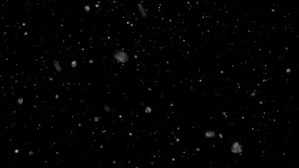 Zimní Sněžení Animace Smyčky Průhlednou Nebo Alfa — Stock video