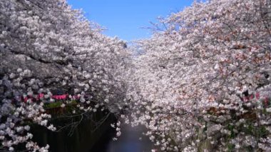 Baharda açan kiraz çiçeğiyle Meguro nehri..