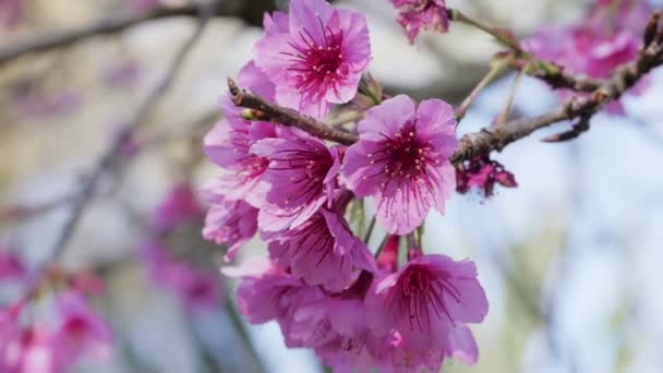 Sezon Wiosenny Różowymi Kwiatami Kwitnącymi — Wideo stockowe