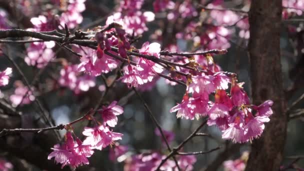 Przechyl Kwitnące Drzewo Wiśni Światłem Słonecznym — Wideo stockowe
