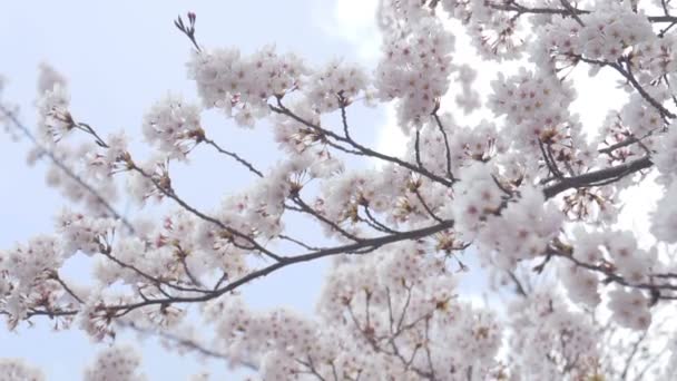 Wiosna Sakura Kwiat Wieje Wietrze Błękitnym Niebie — Wideo stockowe