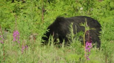 Callaghan Vadisi Kara Ayı Whistler Kanada 'da