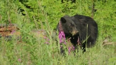 Kanada Whistler 'da Siyah Ayı Çiçek Yiyor
