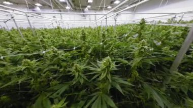 Marihuana Bitkileri Sahası Doğanın arka planı