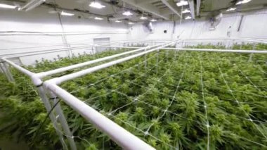 Salon Tesisindeki Marihuana Bitkilerine Bakıyoruz