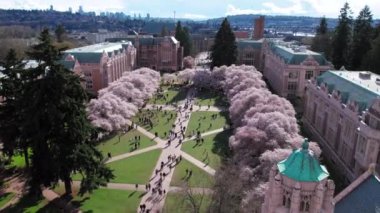 Seattle Skyline Arkaplanlı Üniversite Kampüsündeki Kiraz Çiçekleri Havası