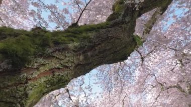 Japon Kiraz Çiçeği Ağacı 'nın dokusu. Washington Üniversitesi 'nde Zirvedeki Bahar Çiçeklerine Bakan Kamera