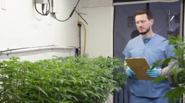 Marihuana Sanayi Büyütme Fabrikalarında Günümüz Çalışmaları