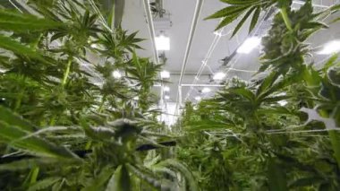 Salon Tesisindeki Marihuana Bitkilerine Bakıyoruz