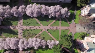 UW Kampüsündeki Kiraz Çiçeklerinin Yan Tarafları