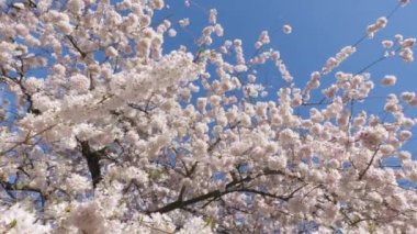 UW 'da Japon Kiraz Çiçekleri Zirvesi