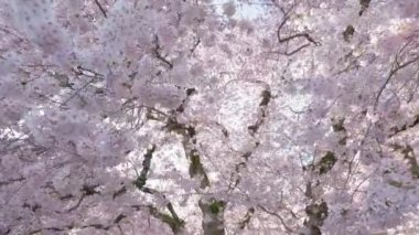 Japon Kiraz Ağaçları Çiçeklerinin Altında Nefes Kesen Manzara