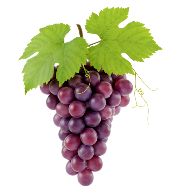 Mor üzümler minimalist 3D, yumuşak ve pürüzsüz bir rendeleme