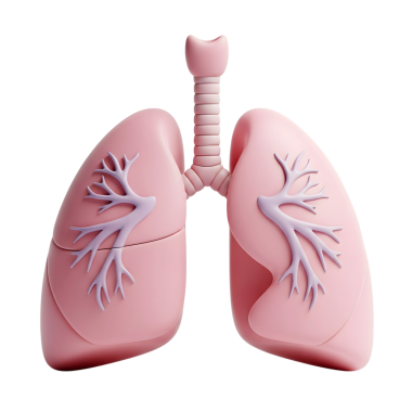 İnsan ciğerleri minimalist 3D, yumuşak ve pürüzsüz bir şekilde işliyor.