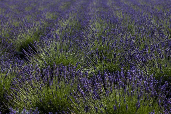 Beautiful Lavender Flowers Field — Stock Photo, Image