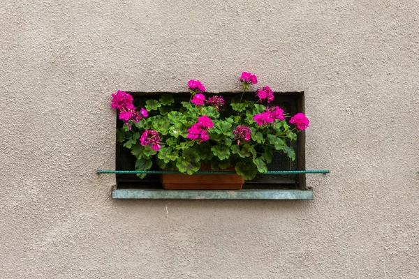 Όμορφα Λουλούδια Στέκονται Στο Βάθος Του Τοίχου — Φωτογραφία Αρχείου