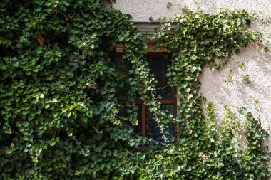 Sarmaşıkla kaplanmış eski bir binanın güzel duvarı