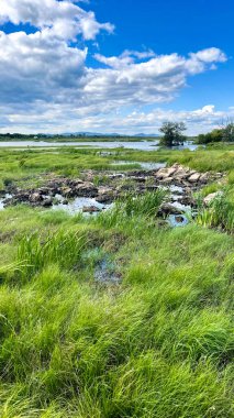durgun suyla yeşil bataklık