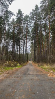 view of dense pine trees in the forest