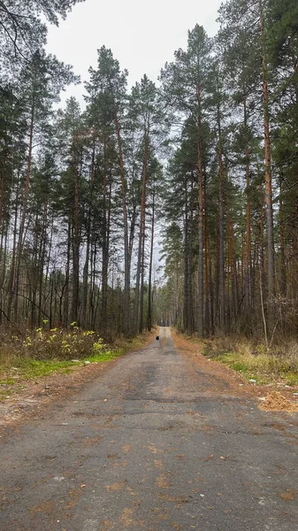 view of dense pine trees in the forest
