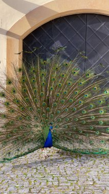 Parkta tüylü bir tavus kuşunun portresi.