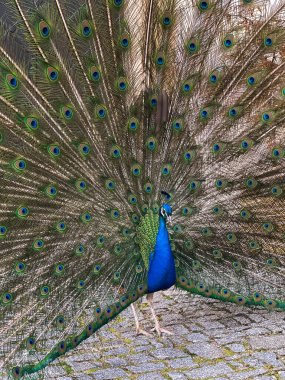 Parkta tüylü bir tavus kuşunun portresi.