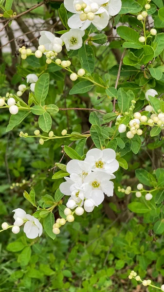 Flores Blancas Las Ramas Arbusto Jardín Primavera — Foto de Stock