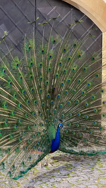 Portrait Peacock Feathers Out Park — Stock Photo, Image