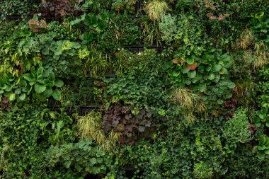 Bitkilerden oluşan yeşil bir duvar. Yeşil duvar dokusu arka plan. Yeşil bitkiler duvarı.