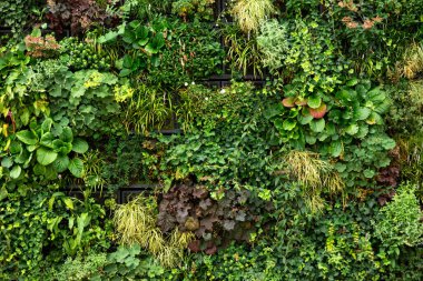 Bitkilerden oluşan yeşil bir duvar. Yeşil duvar dokusu arka plan. Yeşil bitkiler duvarı.